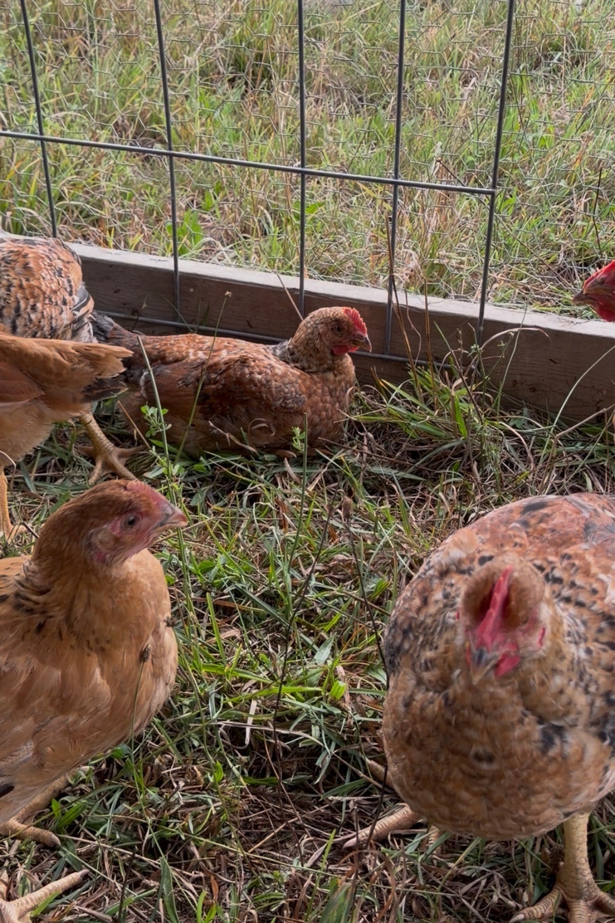 Deposit Pasture-Raised Whole Chicken non-gmo