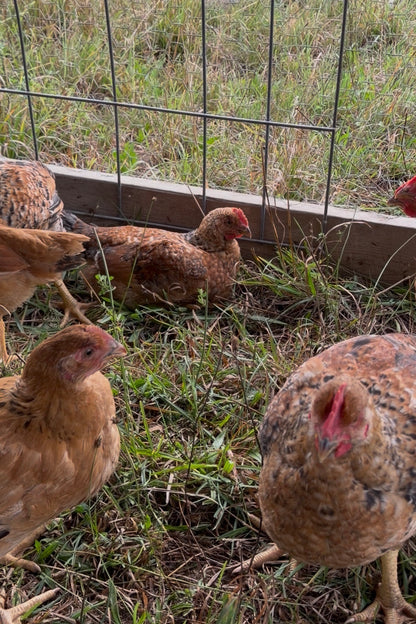 Deposit Pasture-Raised Whole Chicken non-gmo